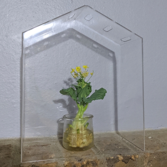 3/$15🍎Mini Greenhouse Cover - Picture 2 of 7